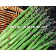 frozen asparagus price supplier from China